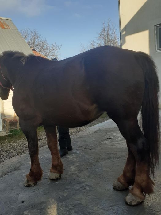 Vând iapa de 8 anii garantata cu acte