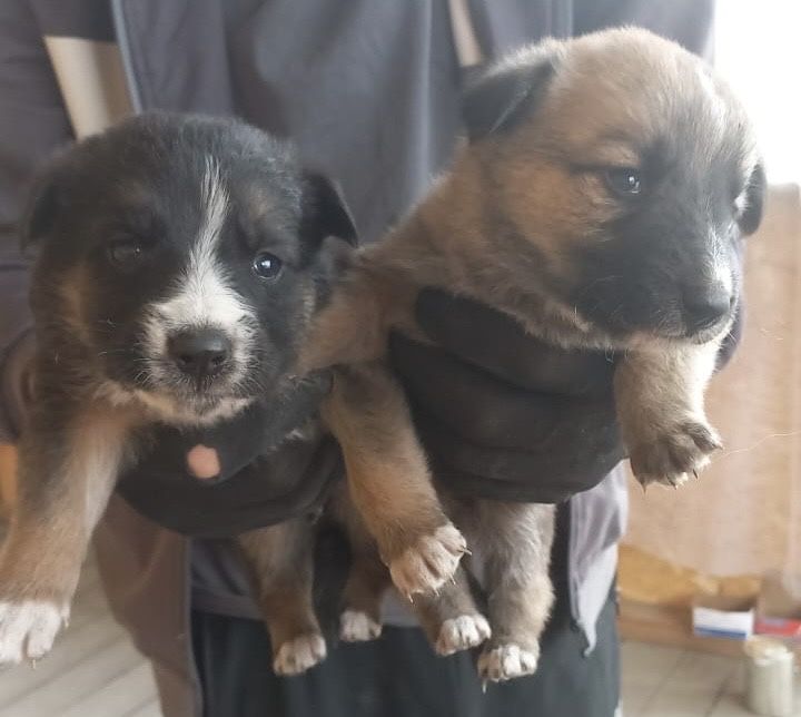 Щенята в добрые руки