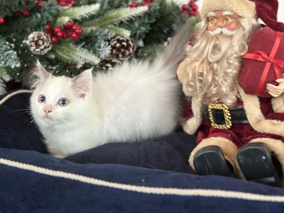 Регдол /Ragdoll / момченце