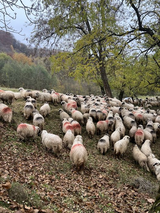Vând oi reforme grase