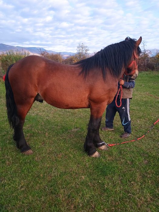 Vând mânz de doi ani și jumătate