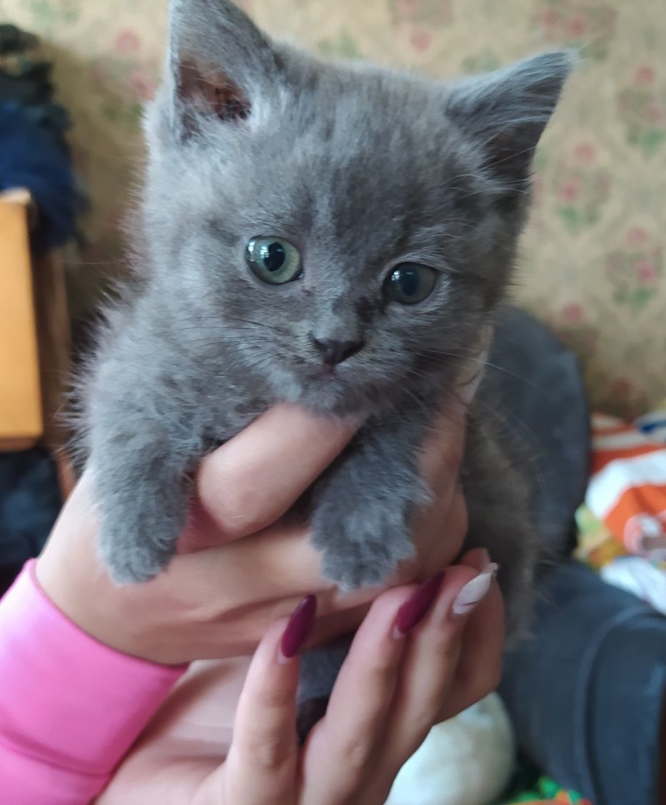 Британский котёнок девочка