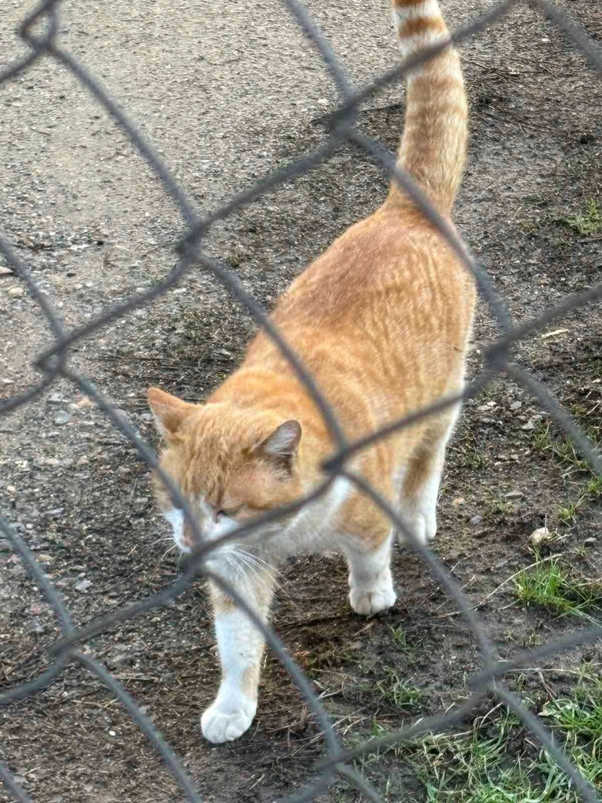 Подарявам котарак, София