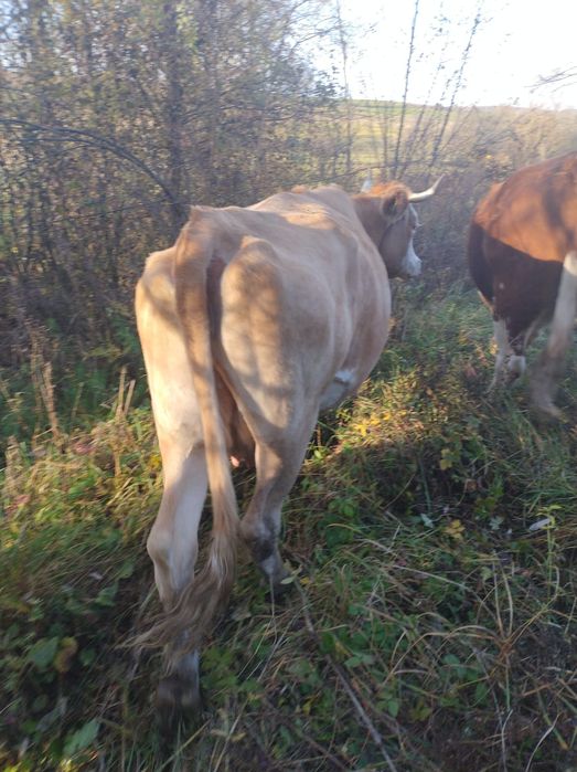 Vând vaca cu vitea