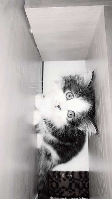 Котенок - милашка