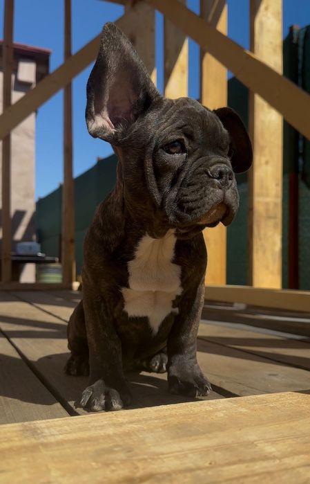 Bulldog francez mascul