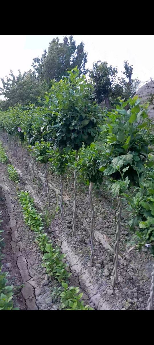 shamshod va malva(hibiscus)turli dekarativ gullar  sotiladi