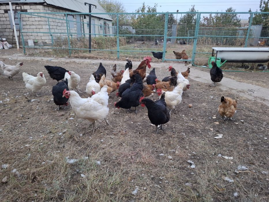 Продам кур несушек