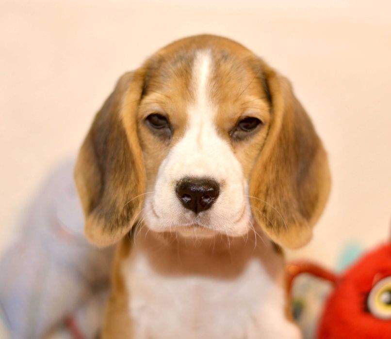 Femela Pui Beagle tricolor din parinti cu pedigree