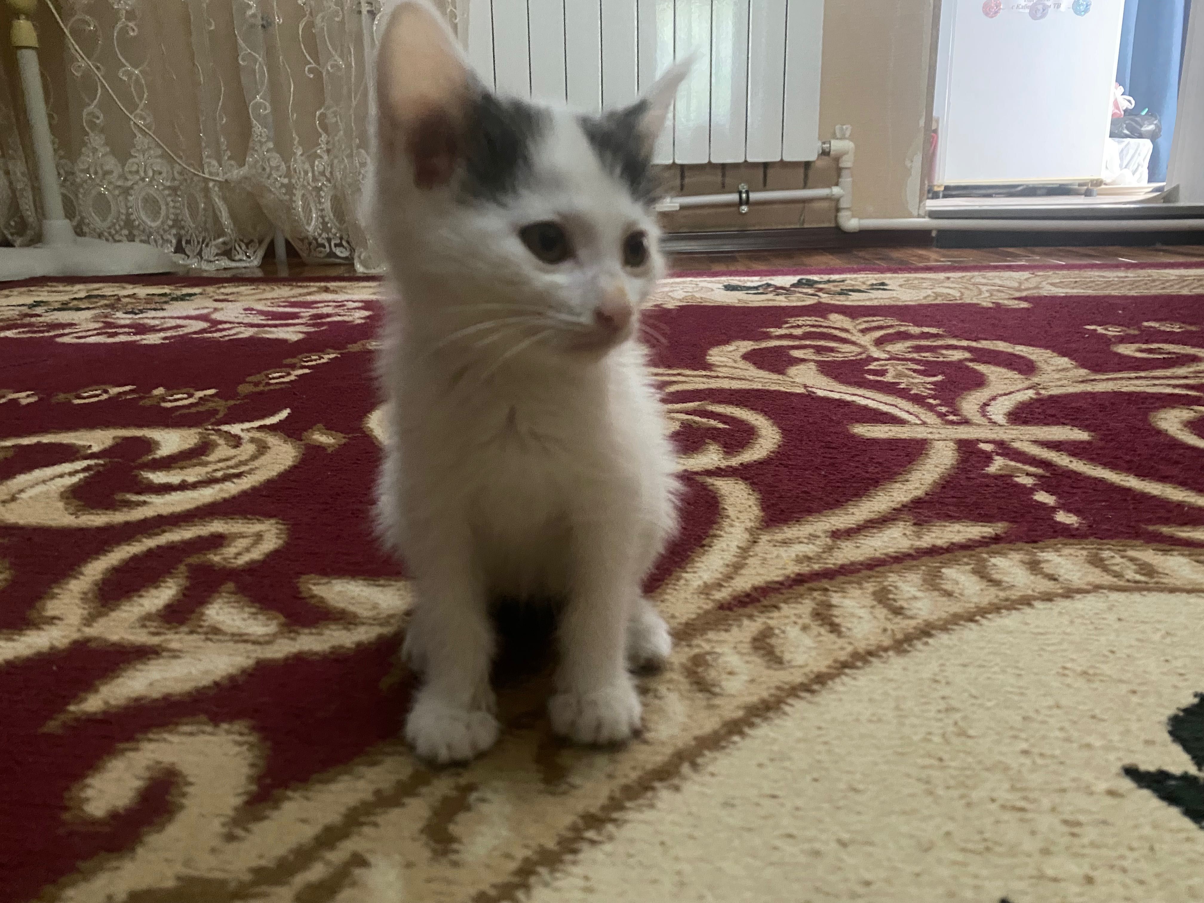 Ищет дом и любящих людей котенок