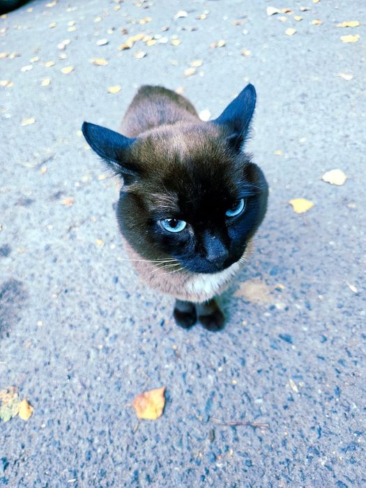 Отдам кота в добрые руки