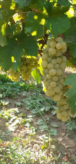 Struguri de   vin