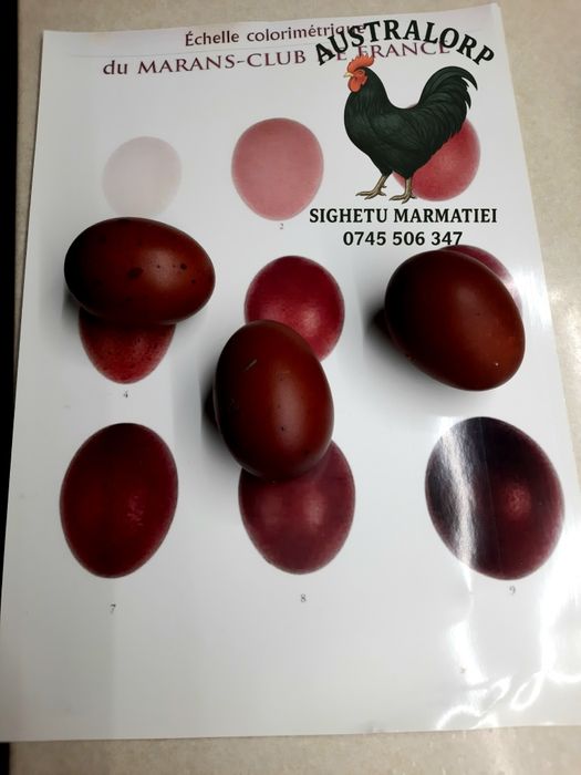 Ouă pt incubat Marans Negru Arămiu