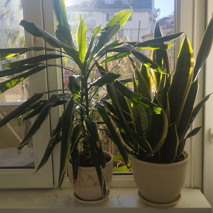 Драцена фрагранс