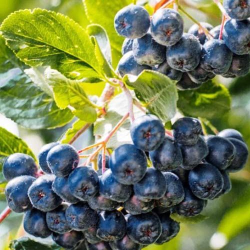 Vand aronia, cires de tufa, pom de stafide, porumbar, la ghivece