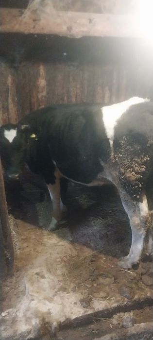 Продам молодых  телок