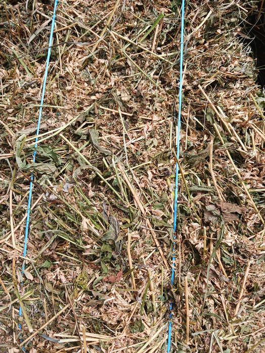 Baloti lucernă coasa 3