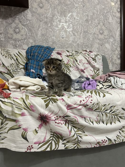 Продам девочку вислоухую