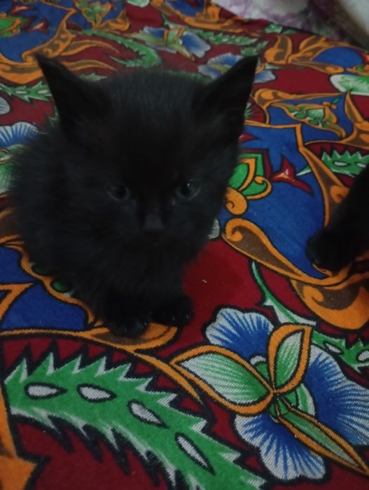 Super narxda mushuk sotiladi