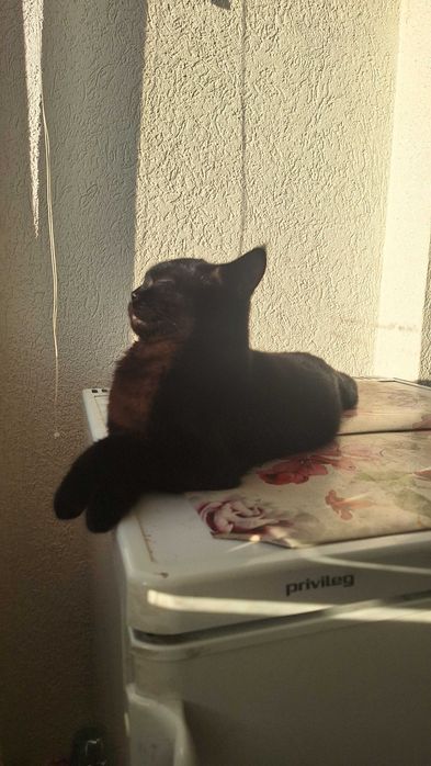 Британско таби търси своя дом