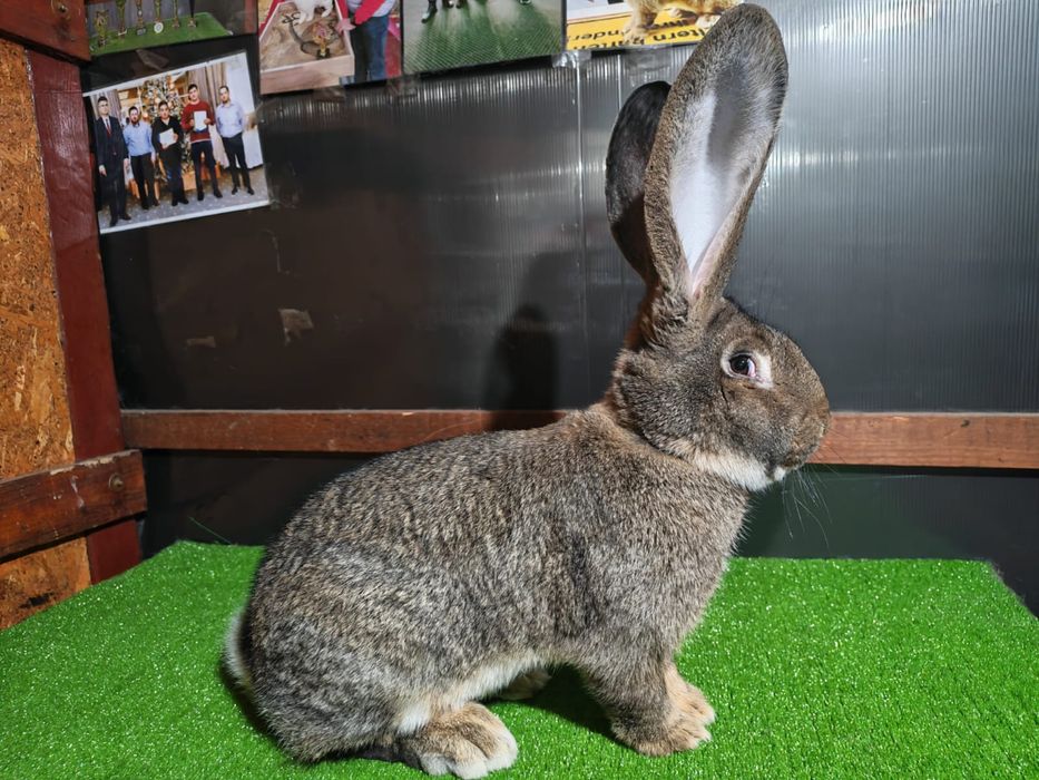 Masculi urias german