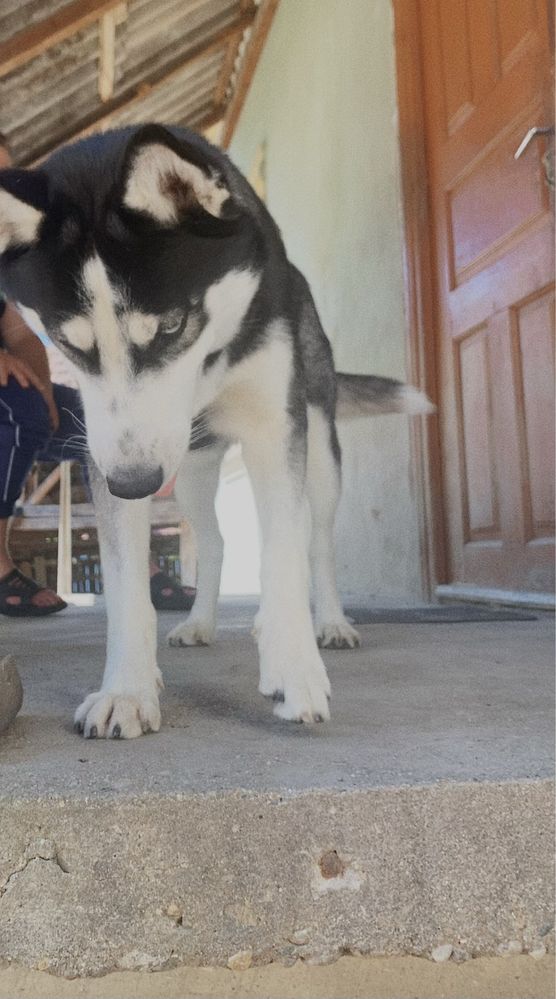 Donez husky siberian fata si baiat