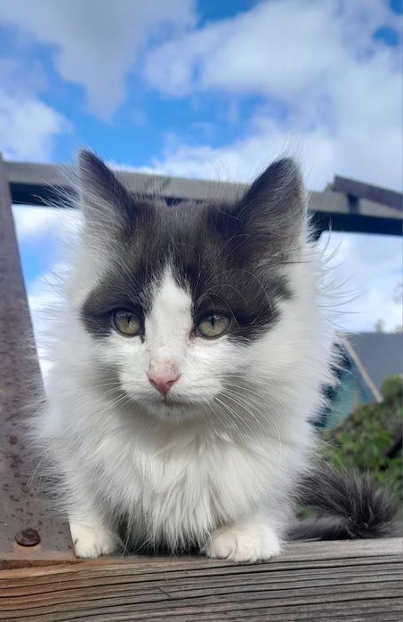 Котёнок 3.5 месяца девочка