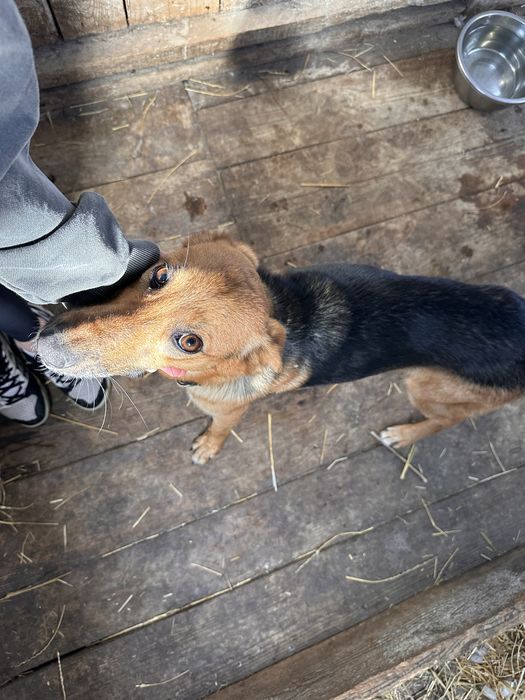 Собачка в поске любящего дома