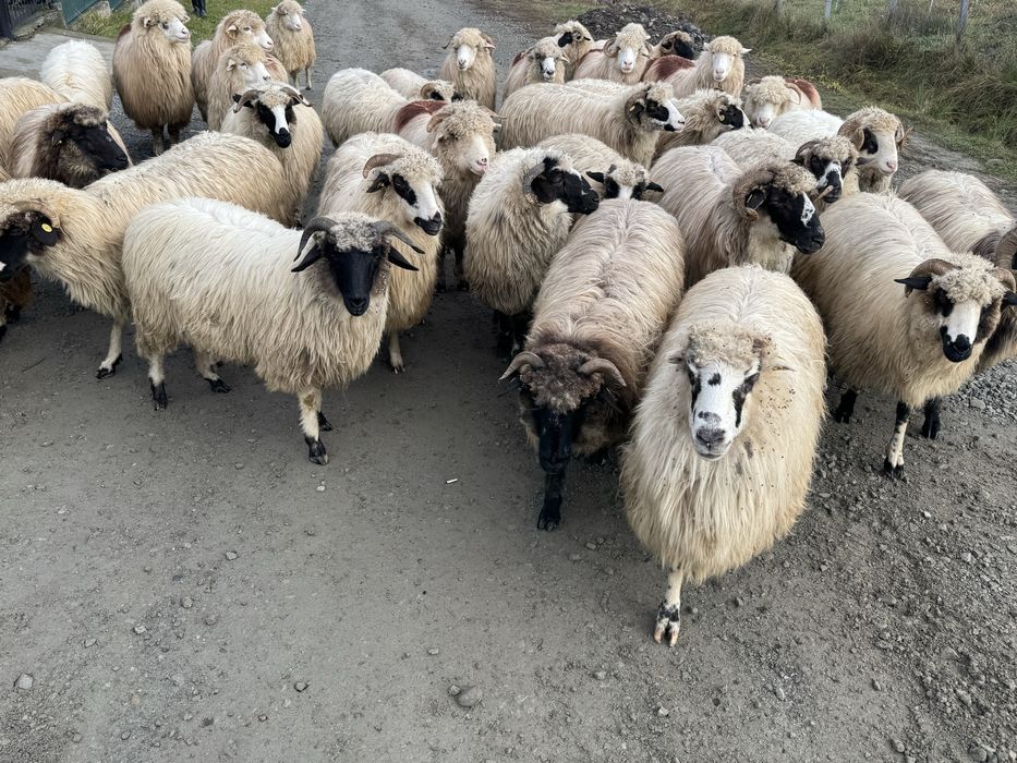 Vand 35 de oi tinere frumoase miori stramiori