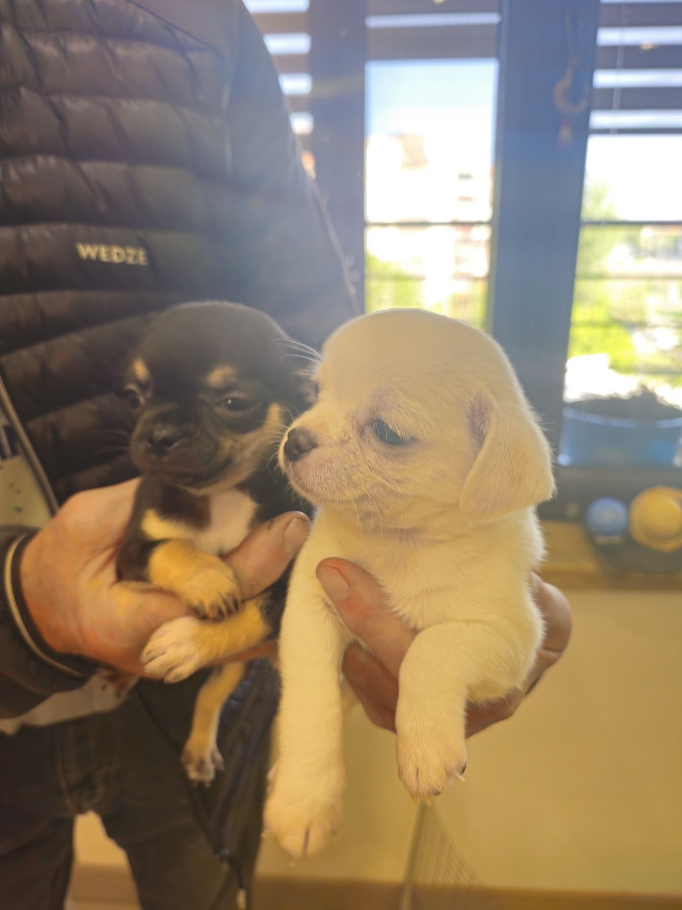 Продават се 2 кученца Чихуахуа!Черното е женско,а бялото мъжко.
