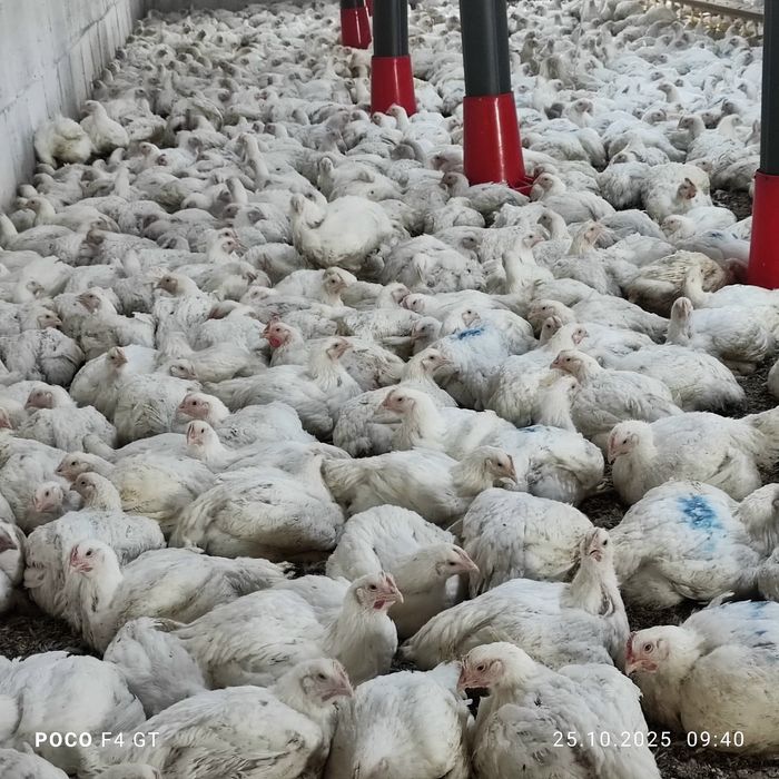 Бройлер живой вес тушки мясом курсы