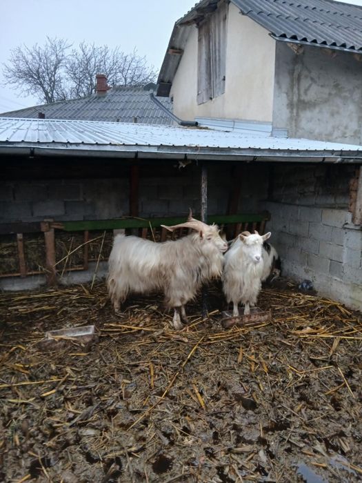 Vând Țap, vârstă 2 ani