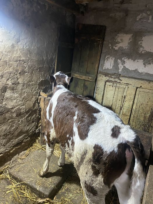 Viței vârsta 3 luni