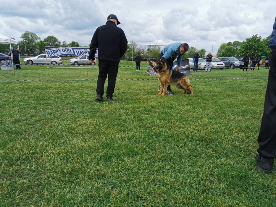 Продавам Немски Овчарки