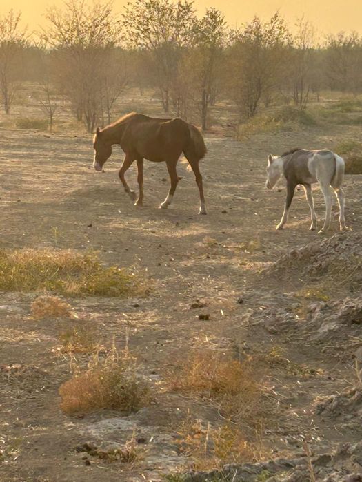 Продам 3 головы всё кобылки