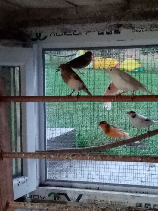 Vând canari timbrado