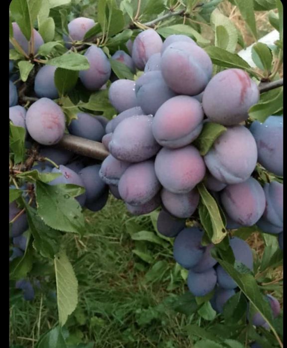 Prune in data de 17.10.2025