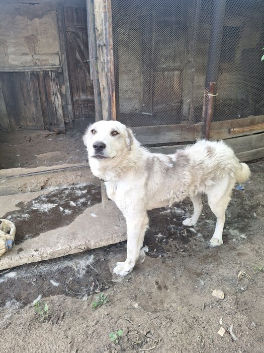 Отдам собаку в хорошие руки в связи с переездом