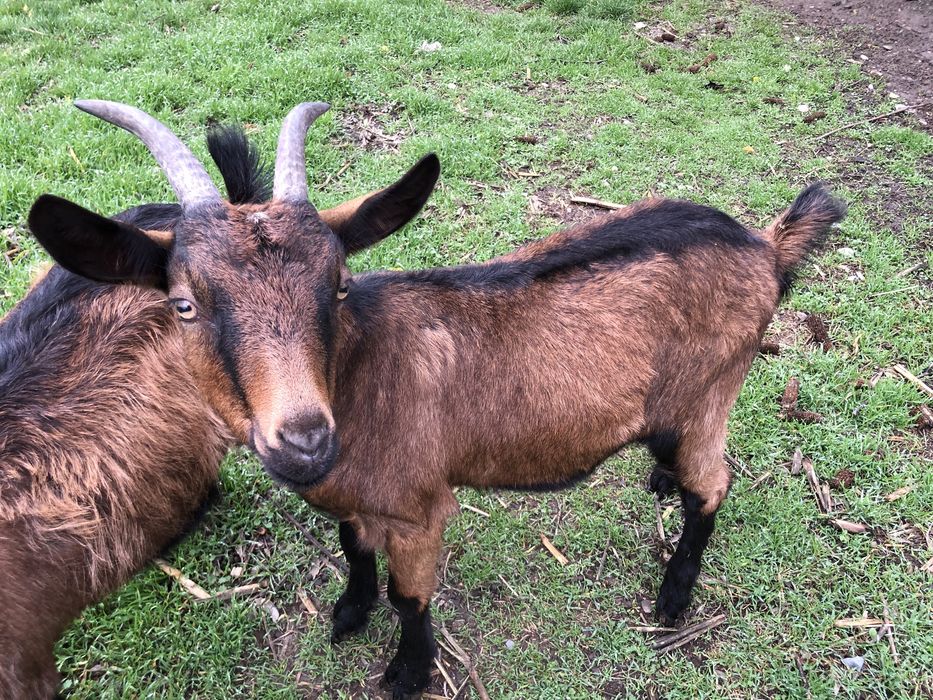 Capre Alpine Franceze pereche originale au virsta de 1 an