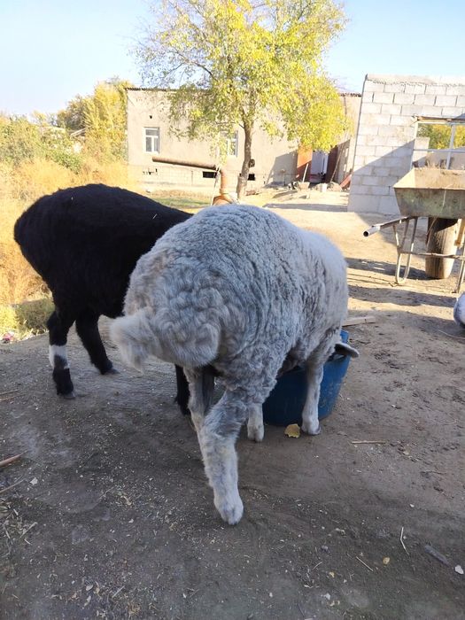 Barrala sotiladi sifatli