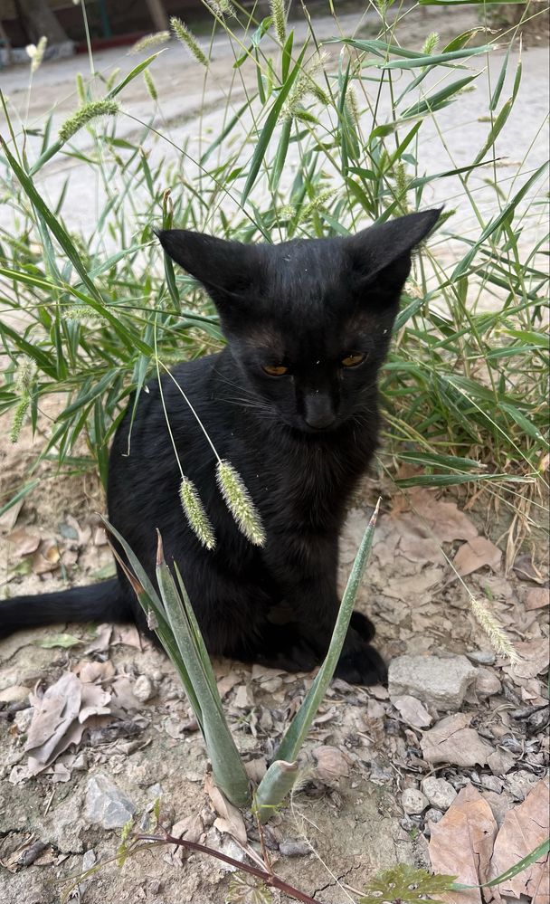 Котик мальчик 5месяцив ищем  хозяина