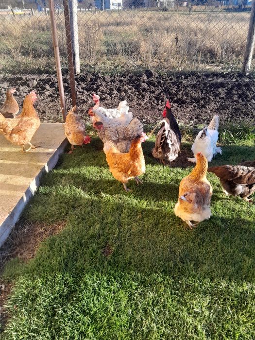 Vînd gaini de casa de anul trecut