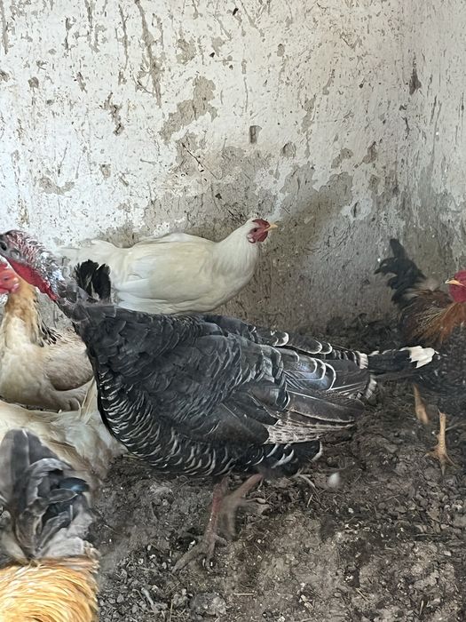 Продаётся индюшка простая домашняя.