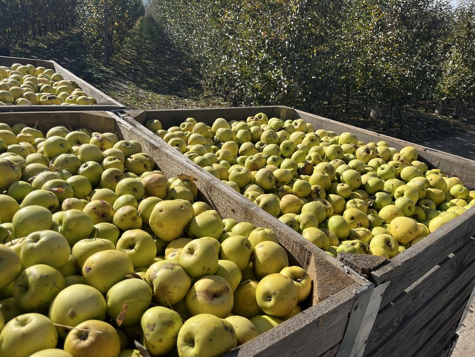 Mere pentru suc ,golden(scuturate de pe pom)