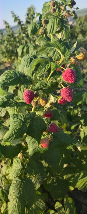 2 lei x100 buc zmeur remontant.delniwa si soi polonez