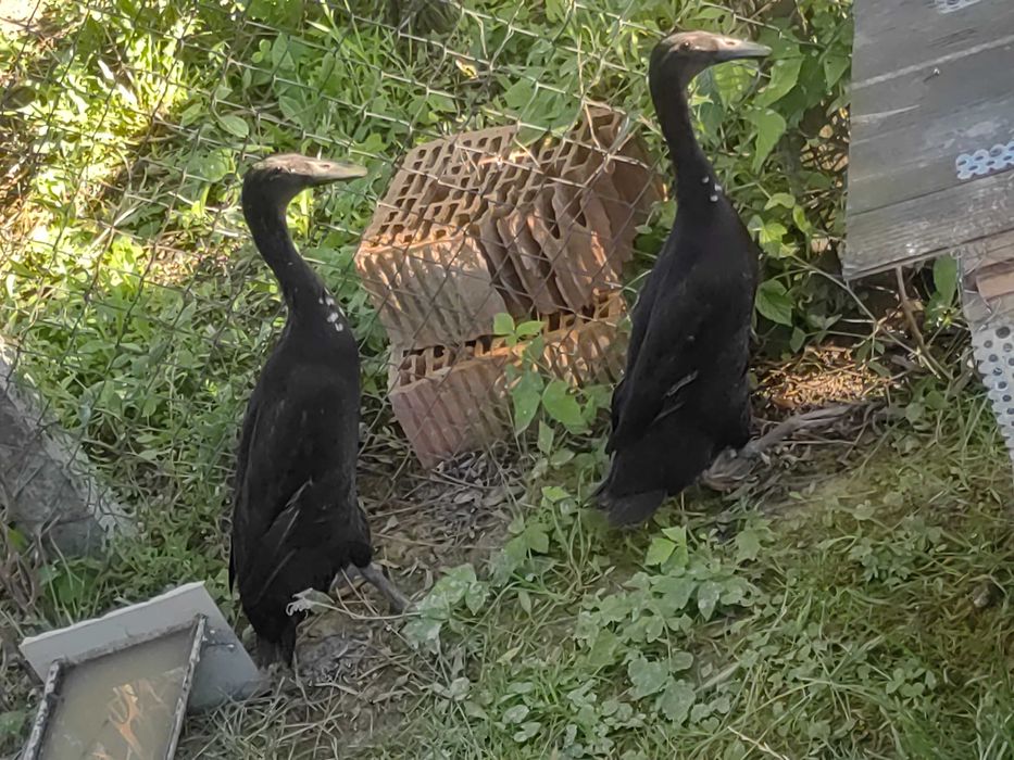 De vânzare două rațe indiene,mascul și femelă,nu livrez ,în țară.