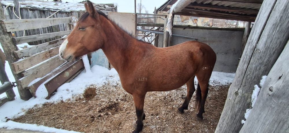 Лошадь с откорма