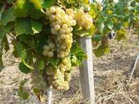 Vând struguri de vin toate soiurile