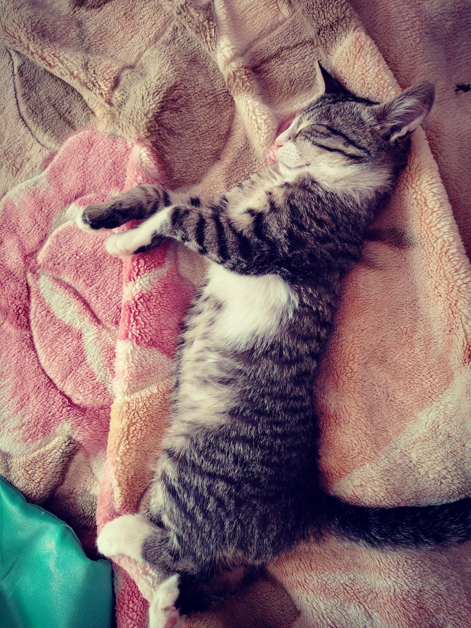 Отдам котенка девочку