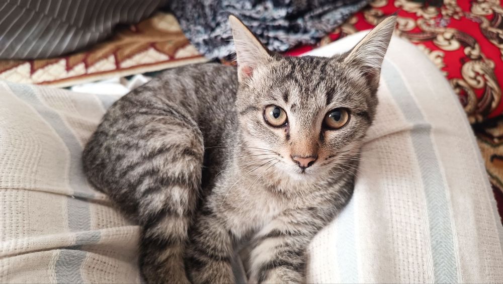 Mushukchalar boqish uchun